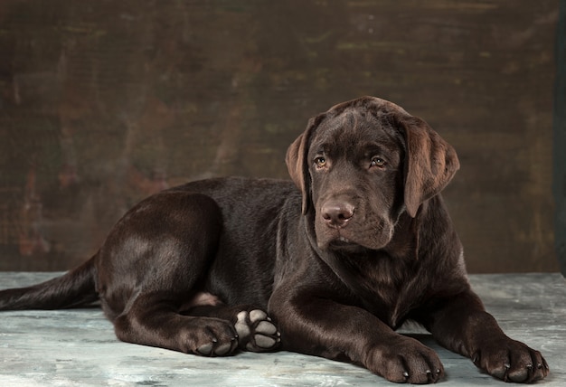 Das Porträt eines schwarzen Labrador-Hundes vor einem dunklen Hintergrund.