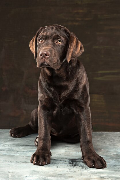 Das Porträt eines schwarzen Labrador-Hundes vor einem dunklen Hintergrund.