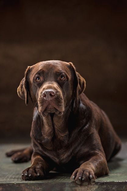 Das Porträt eines schwarzen Labrador-Hundes vor einem dunklen Hintergrund.
