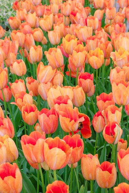 Kostenloses Foto das tulpenfeld in den niederlanden oder holland