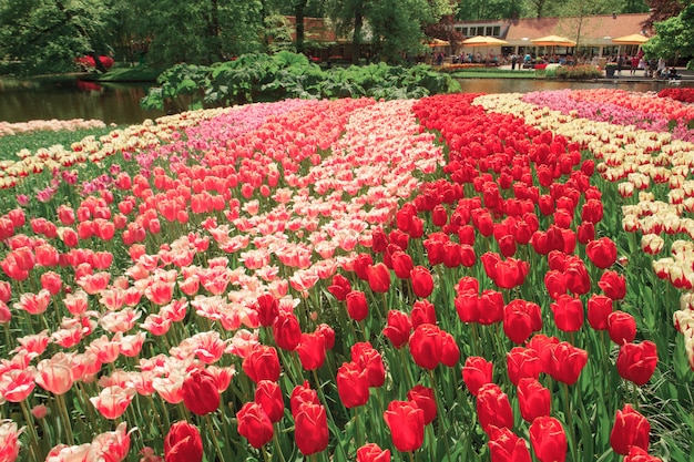 Das Tulpenfeld in den Niederlanden