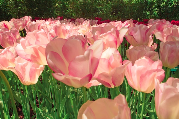 Das Tulpenfeld in den Niederlanden