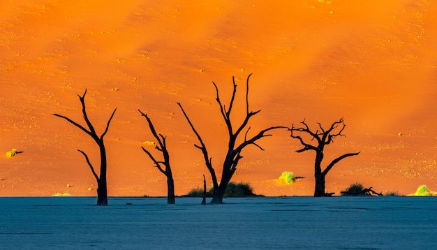 Deadvlei im Namib-Naukluft-Nationalpark Sossusvlei in Namibia - Tote Kameldornbäume gegen orange Sanddünen mit blauem Himmel.