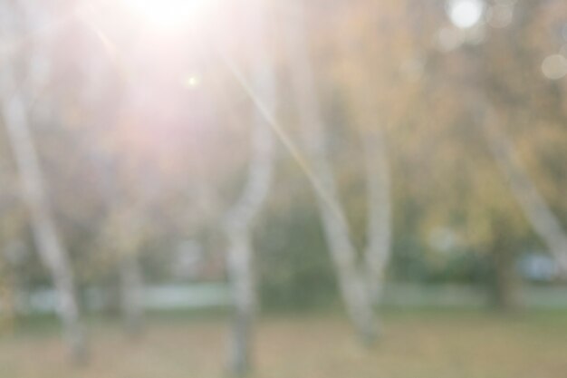 Defocused Herbstbäume im Park bei Sonnenaufgang