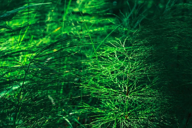 Defokussierter grüner Hintergrund Schachtelhalm-Zweige im Unterholz grünes Gras horizontale Banner-Nahaufnahme Idee für einen Bildschirmschoner oder ein Hintergrundbild für die Werbung für Ökoprodukte