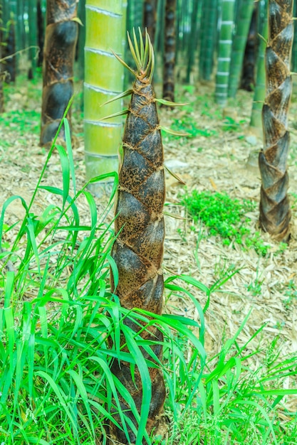 Dekoration chinesischer baum tropisch ruhig