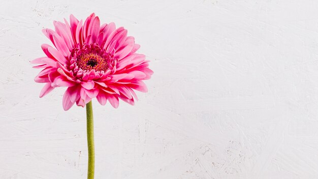 Dekorative bunte Blumen