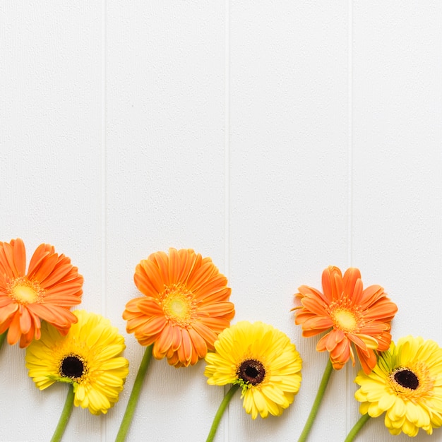 Kostenloses Foto dekorative bunte gänseblümchenblumen auf einem hintergrund