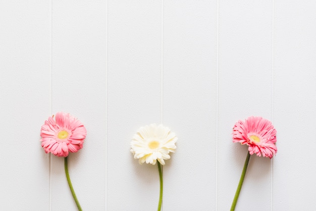Kostenloses Foto dekorative bunte gänseblümchenblumen auf einem hintergrund