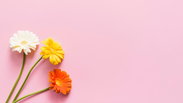 Dekorative bunte Gänseblümchenblumen auf einem Hintergrund