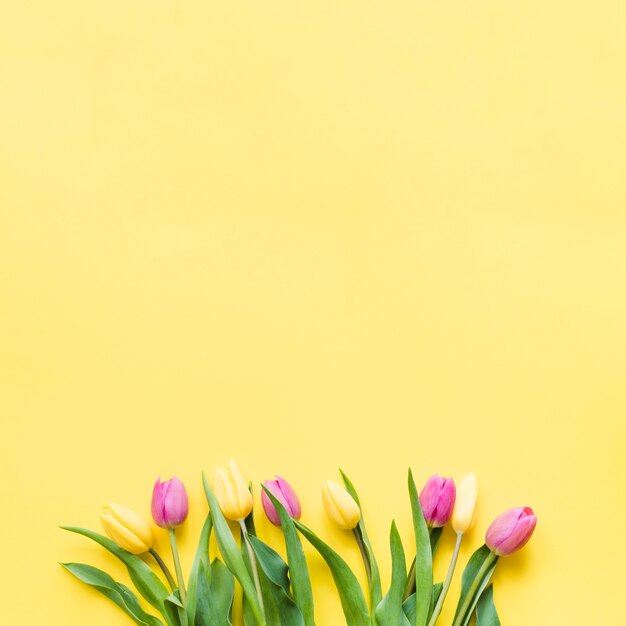 Dekorative bunte Tulpenblumen auf einem Hintergrund