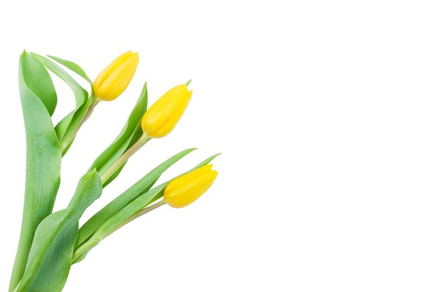 Dekorative gelbe Tulpen mit Leerzeichen