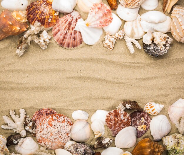 Dekorative Muscheln auf Sand Hintergrund