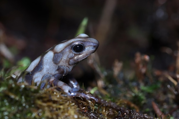 Kostenloses Foto dendrobates auratus 'pea blanca nahaufnahme von der seitenansicht auratus pena blanca nahaufnahme