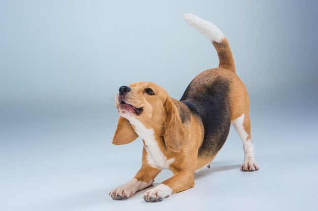 Der Beagle-Hund auf grauem Hintergrund