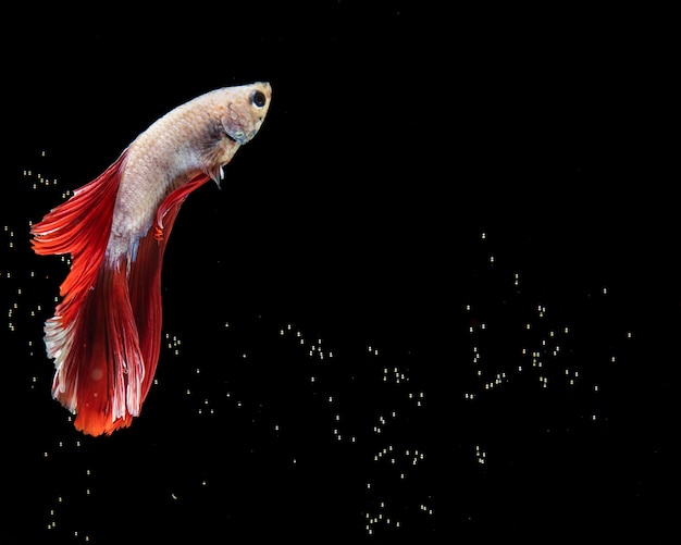Der bewegende moment von roten und weißen siamesischen betta fischen des halbmonds Premium Fotos