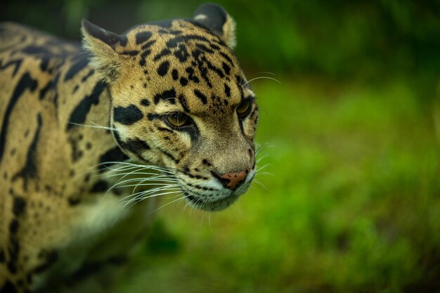 Der bewölkte Leopard geht von den Schatten zum hellen Großkatzenmännchen aus einem dunklen Zoo in der Tschechischen Republik. Neofelis Nebulosa ist eine sehr seltene Kreatur