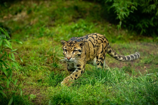 Kostenloses Foto der bewölkte leopard geht von den schatten zum hellen großkatzenmännchen aus einem dunklen zoo in der tschechischen republik. neofelis nebulosa ist eine sehr seltene kreatur