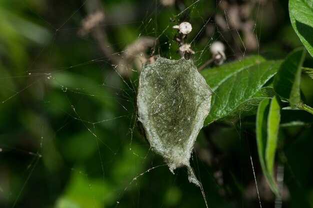 Der Eiersack einer Banded Argiope Spider (Argiope trifasciata) neben dem Netz und der Mutterspinne