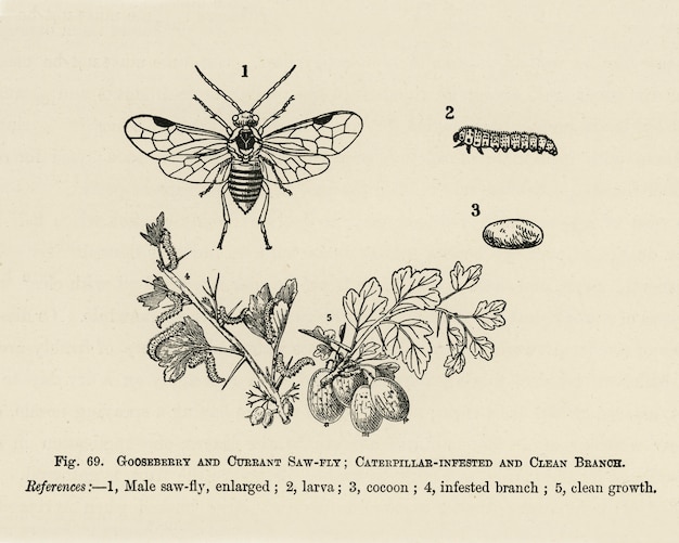 Der Führer des Obstbauers: Vintage Illustration von Raupen befallenem, sauberem Kleie, Johannisbeere