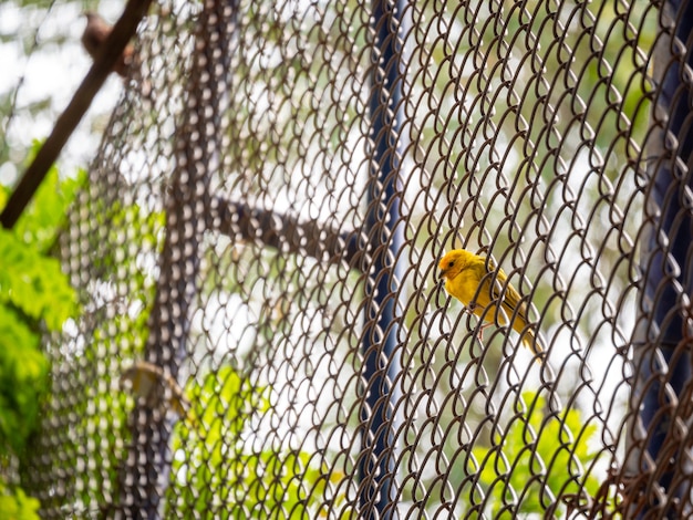 Kostenloses Foto der gelbe vogel ist auf einem metallgitter