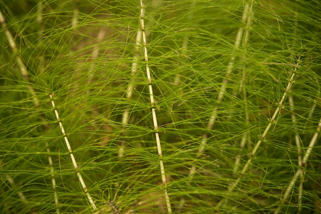 Kostenloses Foto der grüne natürliche hintergrund