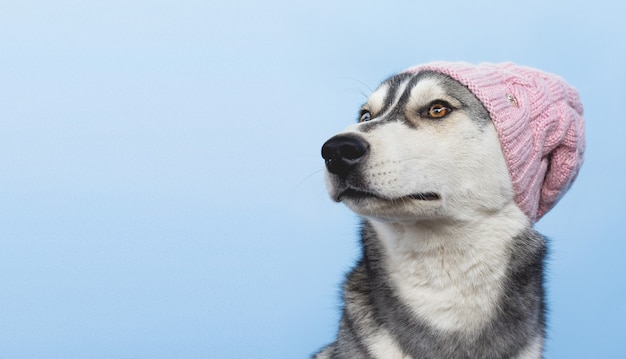 Bilder Hunde Gratis Vektoren Fotos Und Psds