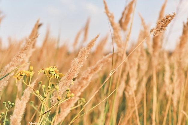 Der Herbsthintergrund aus trockenem Gras und gelben Wildblumen defokussierte das Auge vor dem blauen Himmel und konzentrierte sich auf den Schilfhalm im goldenen Licht des Sonnenuntergangs