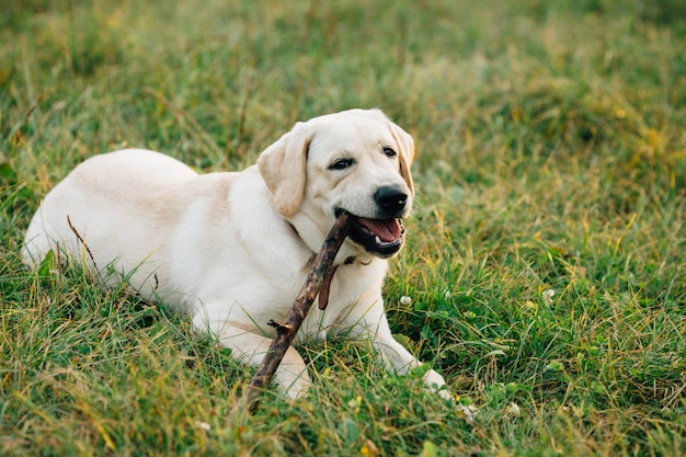 Der Hund Labrador-Apportierhund, der auf Gras liegt, kaut Stock