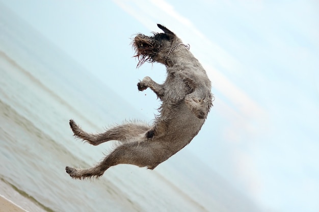 Der Hund springend in den Strand