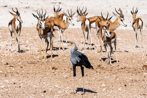 Der Kampfadler im Etosha National Park, Namibia. Ein großer Adler aus Südafrika