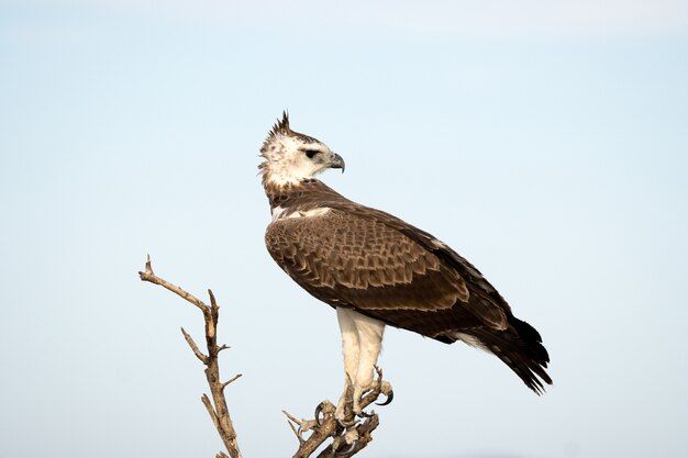 Der Kampfadler im Etosha National Park, Namibia. Ein großer Adler aus Südafrika