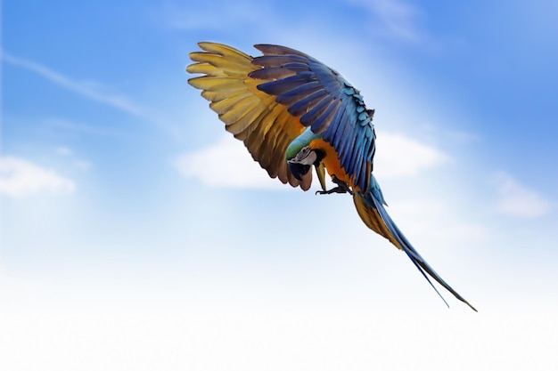 Der scharlachrote Ara Ara Macao, der am Himmel durchfliegt Große Papageien, die in Formation am Himmel fliegen