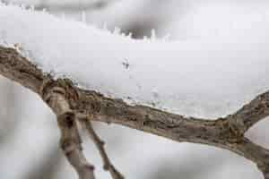 Kostenloses Foto der schnee auf den zweigen nahaufnahme, winterwetter