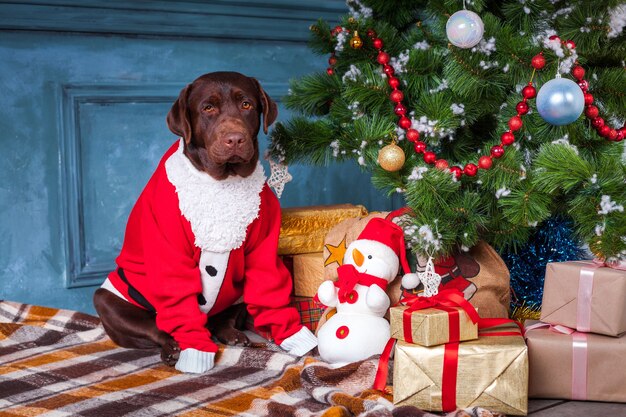 Der schwarze Labrador-Retriever, der mit Geschenken auf Weihnachtsdekorationen sitzt