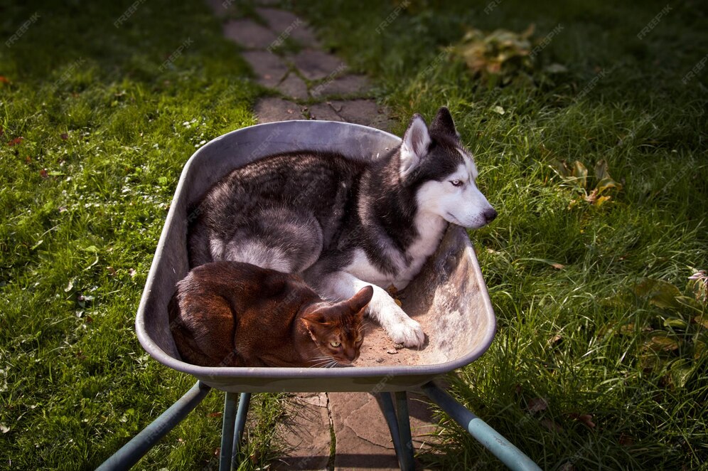 Der sibirische huskyhund und die katze liegen in einer