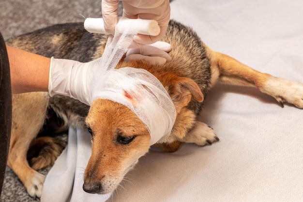 Der tierarzt legt einen verband am kopf des verletzten hundes an