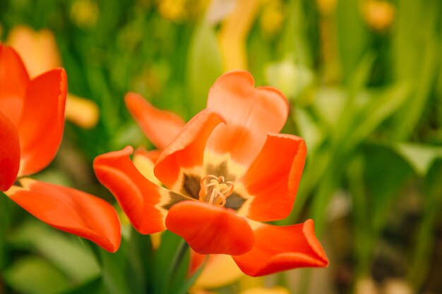 Detail der blühenden einzelnen roten Tulpenblume