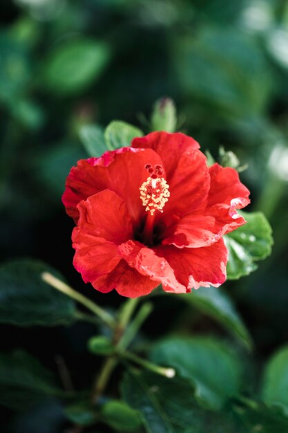 Detail der tropischen roten Blume