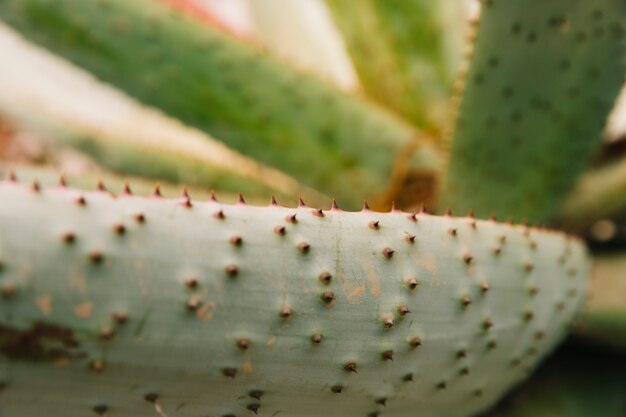 Detail einer grünen Aloe Vera