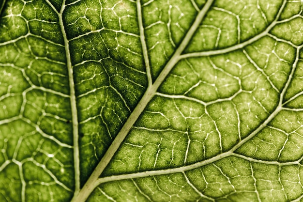 Kostenloses Foto detail eines grünen blattes