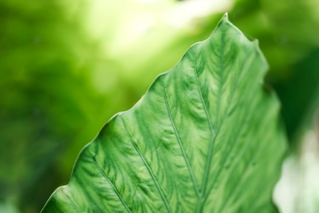 Detail eines grünen Blattes