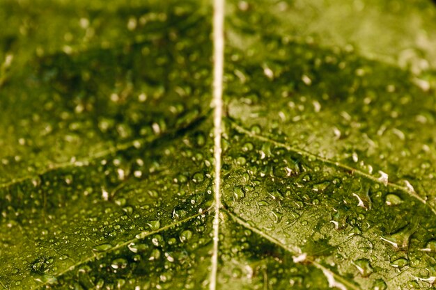 Detail eines grünen Blattes