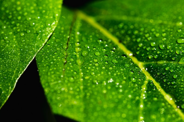 Detail eines grünen Blattes
