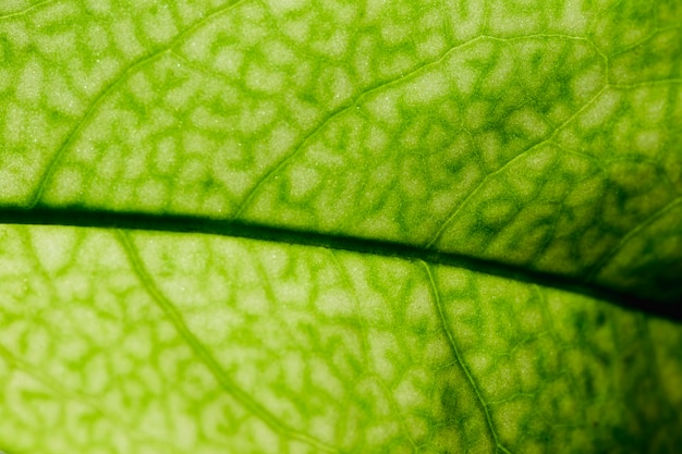 Kostenloses Foto detail eines grünen blattes