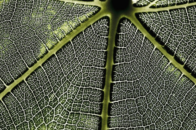 Kostenloses Foto detail eines grünen blattes