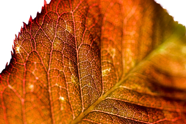 Kostenloses Foto detail eines orange blattes