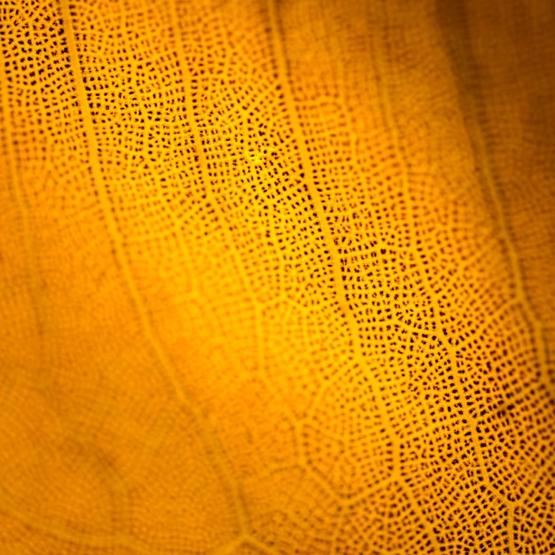 Detail eines orange Blattes