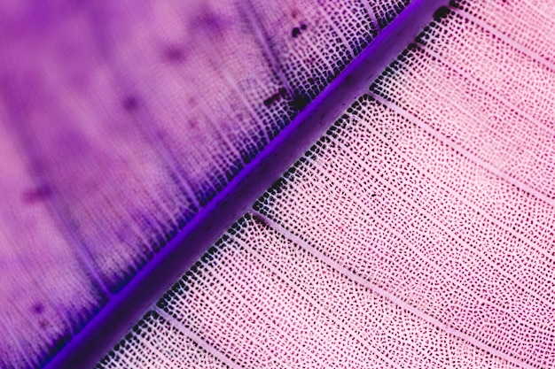 Kostenloses Foto detail eines purpurroten blattes