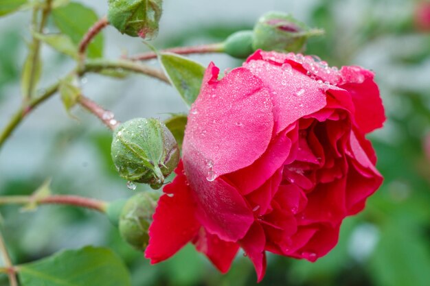 Detailansicht der roten rosenblüte am stiel mit grünen knospen auf unscharfem natürlichen hintergrund Premium Fotos